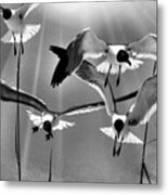 Wind Swept Bw Metal Print