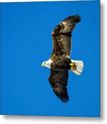 Winging Home For Dinner Metal Print