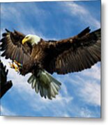 Wings Outstretched Metal Print