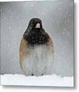 Winter - 365-337 Metal Print