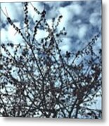 Winter Berries 2 Metal Print