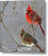 Winter Cardinals Metal Print
