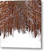 Winter Cedars Metal Print