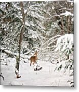 Winter Deer In The Forest Metal Print