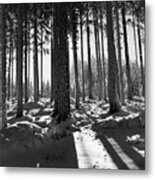 Winter Forest Metal Print