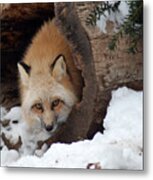 Winter Fox Metal Print