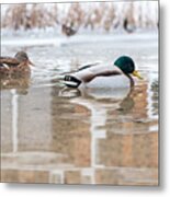 Winter Friends Metal Print