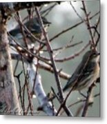 Winter Pair Metal Print