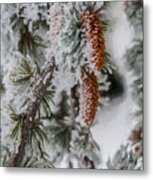Winter Pine Cones Metal Print