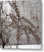 Winter Seed Pods Metal Print