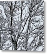 Winter Sky Through Snow Branches Metal Print