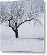 Winter Tree Metal Print