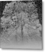 Winter Tree In Yosemite Valley Metal Print
