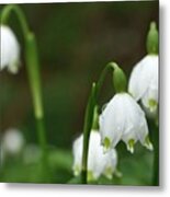 Winterthur Gardens #111 Metal Print