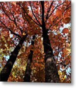 With Love - Autumn Canopy Metal Print