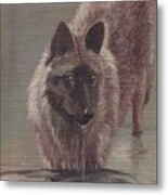 Wolf Drinking Metal Print