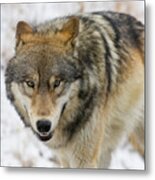 Wolf In The Wild Metal Print