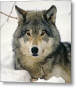 Wolf Rests In Snow Metal Print