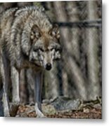 Wolf Stalking Metal Print