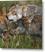 Wolf Pack  - The Greeting Metal Print