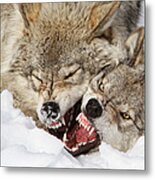 Wolves Rules Metal Print