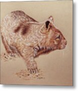 Wombat Metal Print