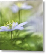 Wood Anemone Spring Is Here Metal Print