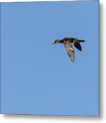 Wood Duck 2017-1 Metal Print