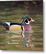 Wood Duck In A Pond Metal Print