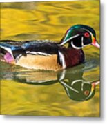 Wood Duck On Golden Pond Metal Print