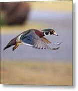 Wood Duck On The Move Metal Print