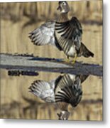 Wood Duck Reflection Metal Print