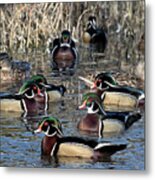 Wood Ducks On The Mill Pond Metal Print