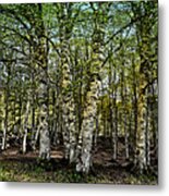 Woodland Metal Print