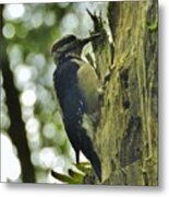 Woodpecker In The Forest Metal Print