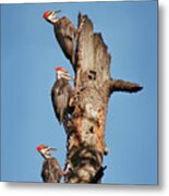 Woodpecker Trio Metal Print