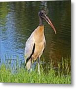 Woodstork Wading Metal Print