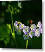 Woolen Breeches In Lost Valley Metal Print