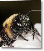 Worker Bee And Pollen Detail Metal Print