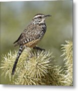 Wren On A Cholla Metal Print