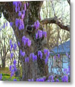 Wysteria Tree Metal Print