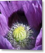 Poppies 2 - Delightfully Purple Metal Print