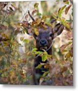 Yearling Elk Peeking Through Brush Metal Print