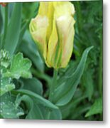 Yellow And Green Striped Tulip Flower Bud Metal Print