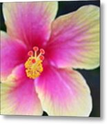 Yellow And Pink Hibiscus 2 Metal Print