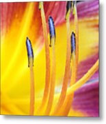 Yellow And Red Metal Print