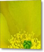 Yellow Bloom 1 - Prickly Pear Cactus Metal Print