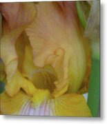 Yellow Blush Iris 1284 H_2 Metal Print