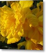 Yellow Daffodils Metal Print