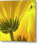 Yellow Daisies Metal Print